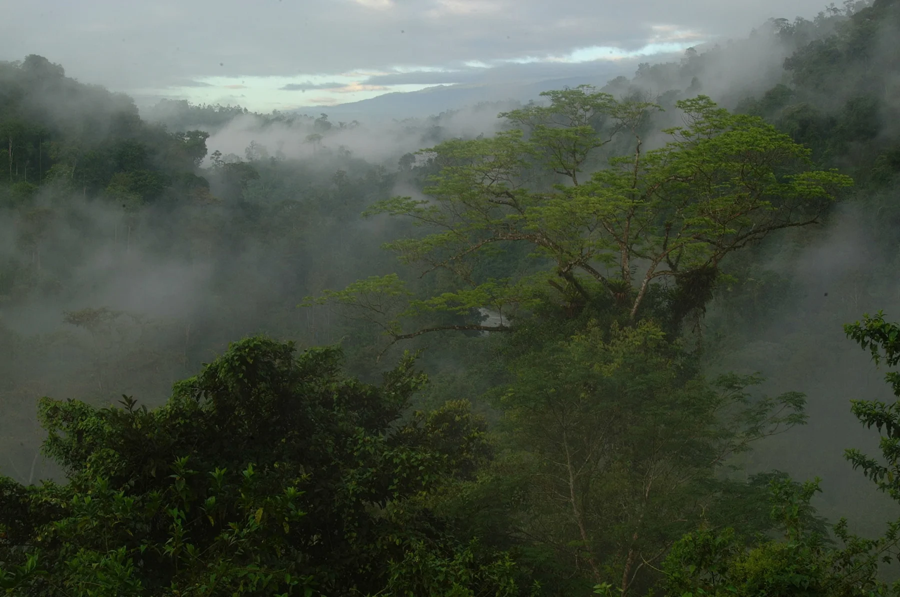 Forests & wild encounters